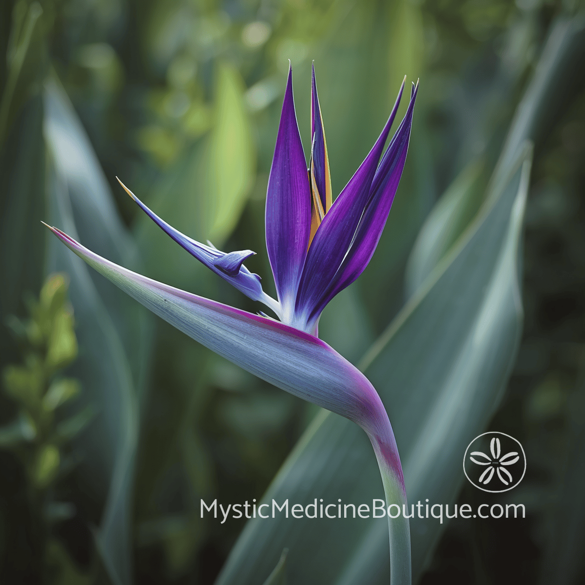 Close-up of a deep purple bird of paradise bloom against dark tropical foliage — evoking the indigo energy of the third eye chakra and the quiet inward focus of a grounding practice
