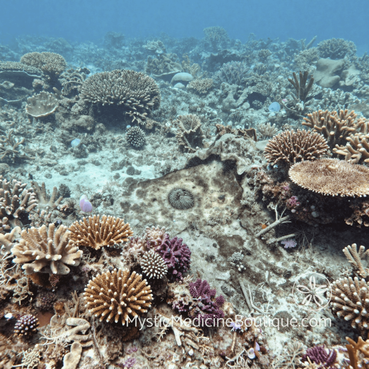 Coral reef underwater — can energy vampires make you physically sick RN Reiki Master explains