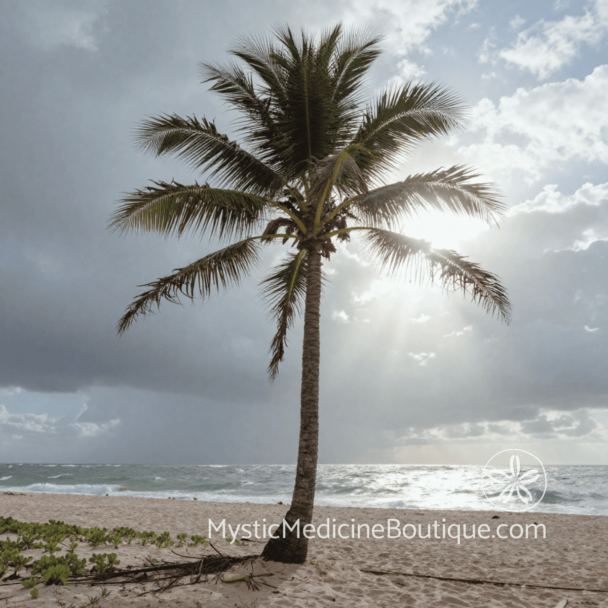 Palm tree on stormy beach with light breaking through representing the compound crisis of death plus betrayal and grieving through violation