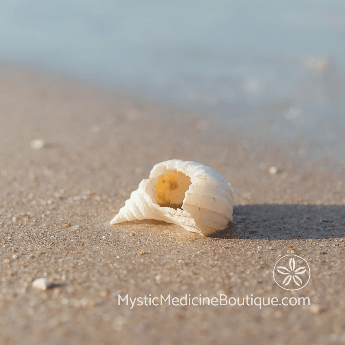 Broken white seashell resting on wet sand at the water's edge in soft golden light.