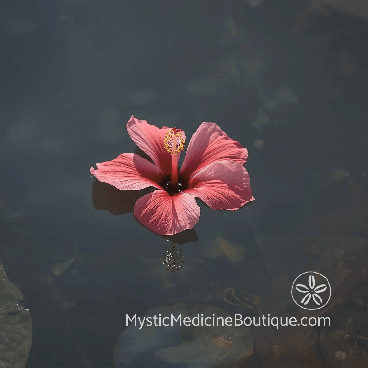 Pink hibiscus flower floating on dark still water with soft natural light and leaf visible at edge.