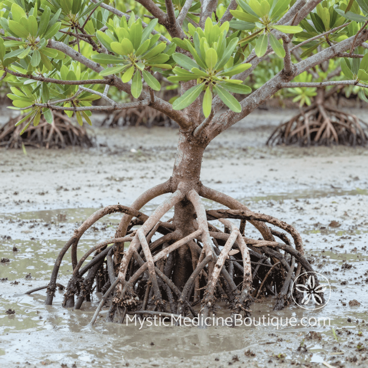 Mangrove tree with exposed roots — energy vampires in close relationships protecting yourself RN Reiki Master
