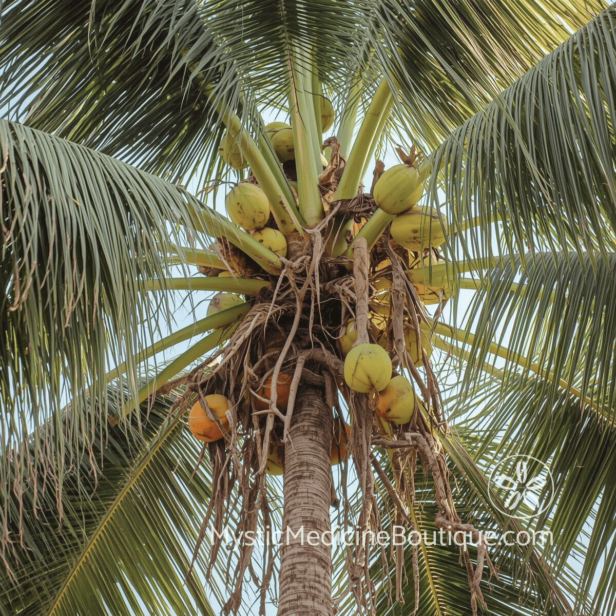 Coconut palm from below representing family spiritual boundaries and setting limits with parents siblings and relatives