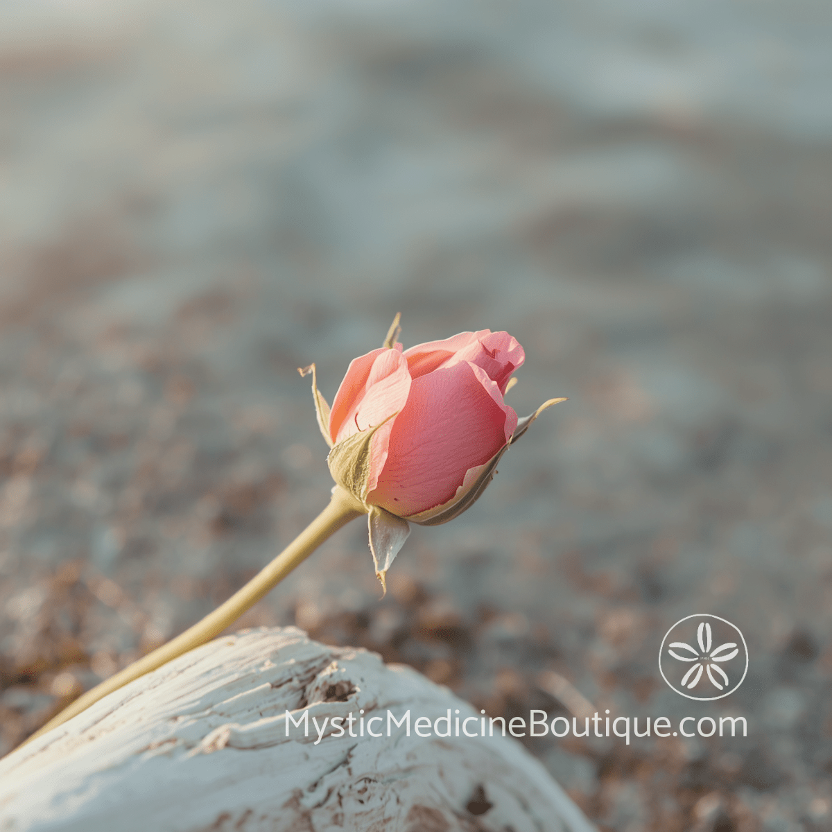 Pink rose bud resting on weathered driftwood at the shoreline — heart chakra closing signs during spiritual emergency after betrayal or loss, explained by an RN Reiki Master
