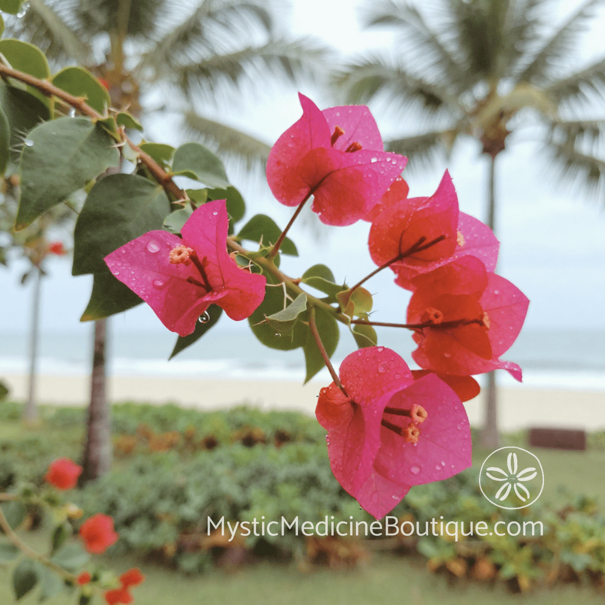 Vibrant pink bougainvillea flowers against tropical palms and ocean — heart chakra healing imagery for recovering love and trust after betrayal