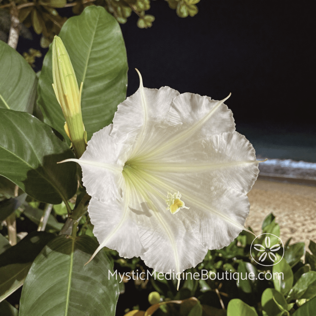 White flower blooming at night representing heart chakra opening through grief and mourning loss
