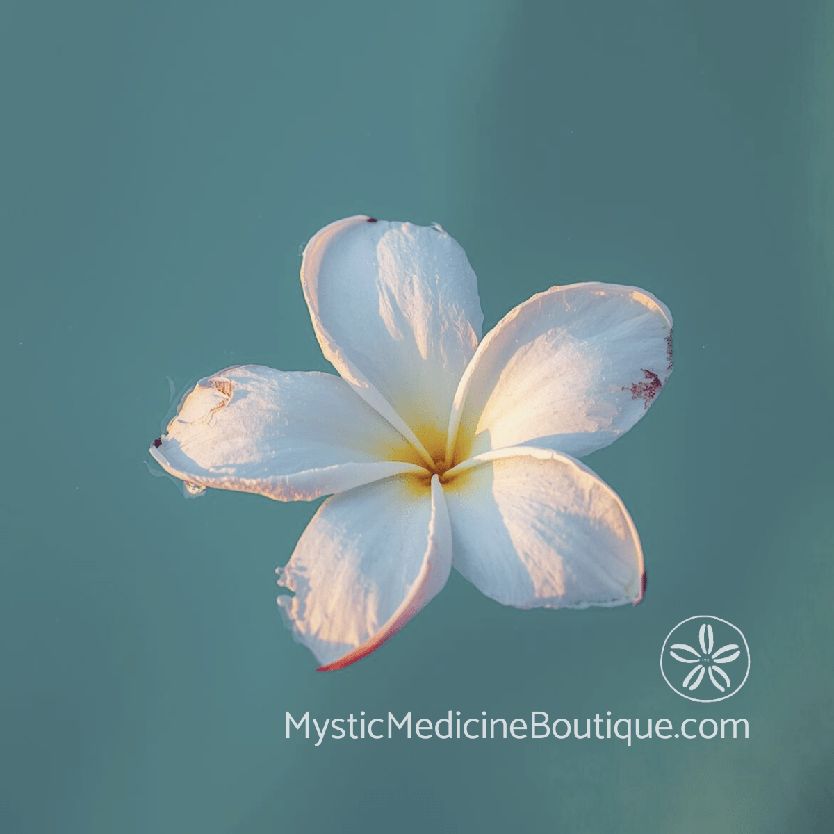 White plumeria flower on teal background representing the tender reopening of the heart chakra after grief and profound loss