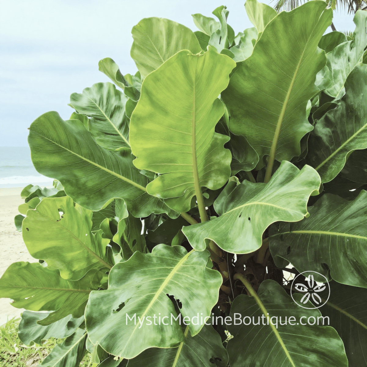 Lush full tropical coastal plant with ocean in background representing how to avoid spiritual burnout before it starts — Mystic Medicine Boutique