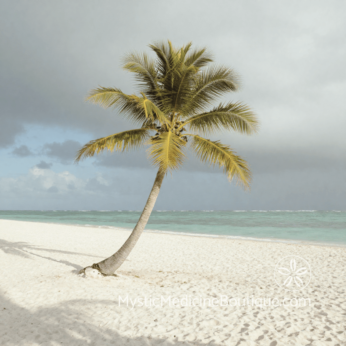 Lone palm tree standing on white sand beach during storm clouds — workplace betrayal crisis spiritual healing support.