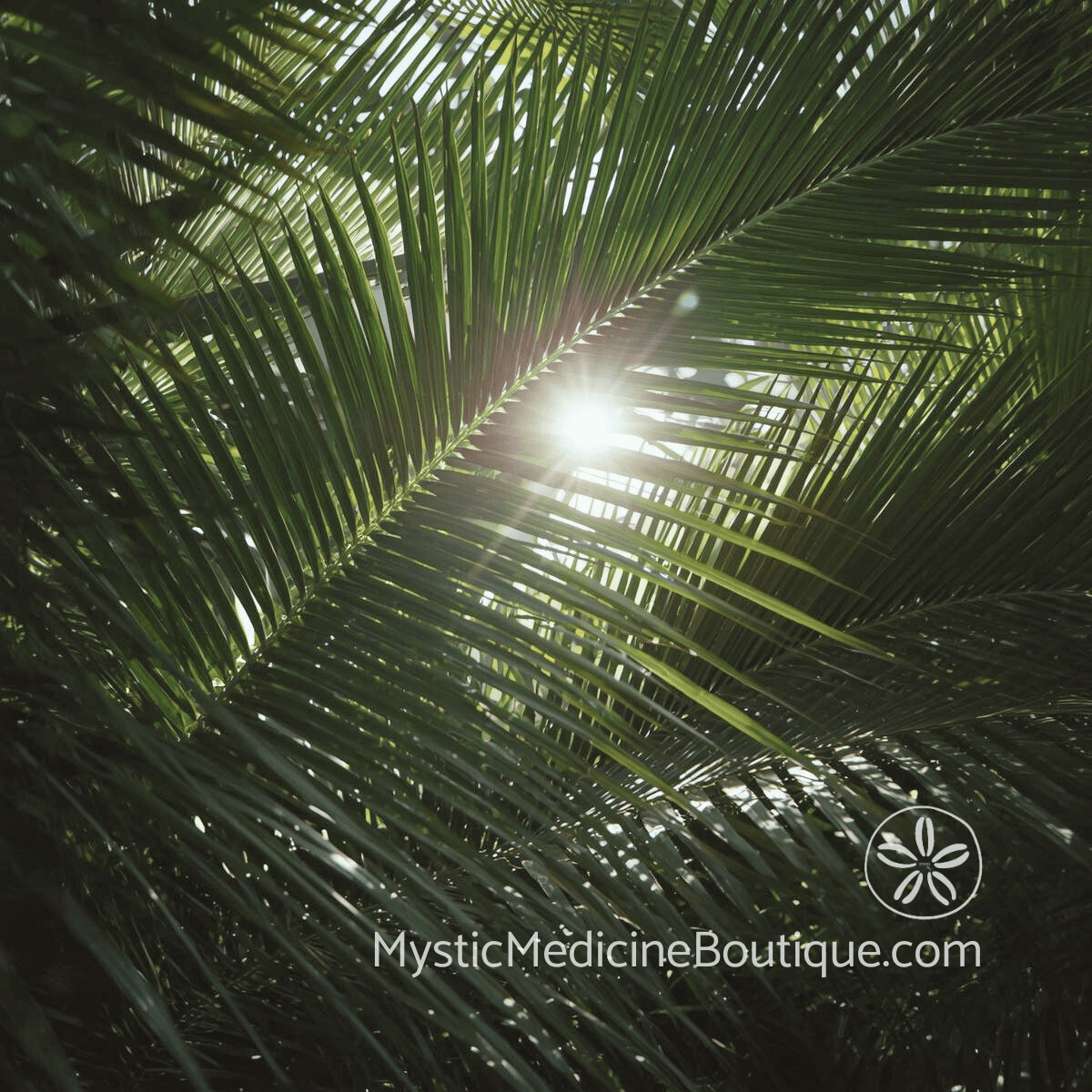 Sunlight through palm fronds representing energy vampire protection daily techniques for shielding grounding and clearing