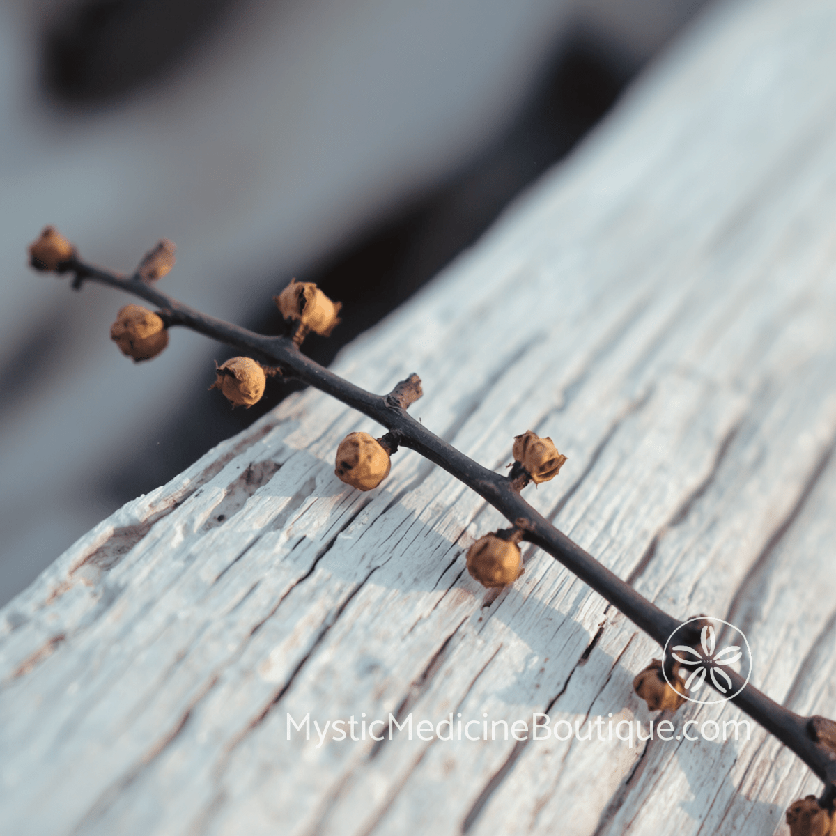 Bare dark branch with dried amber buds resting on weathered white driftwood — long-term chakra maintenance routines after spiritual emergency to keep the energy body balanced, explained by an RN Reiki Master