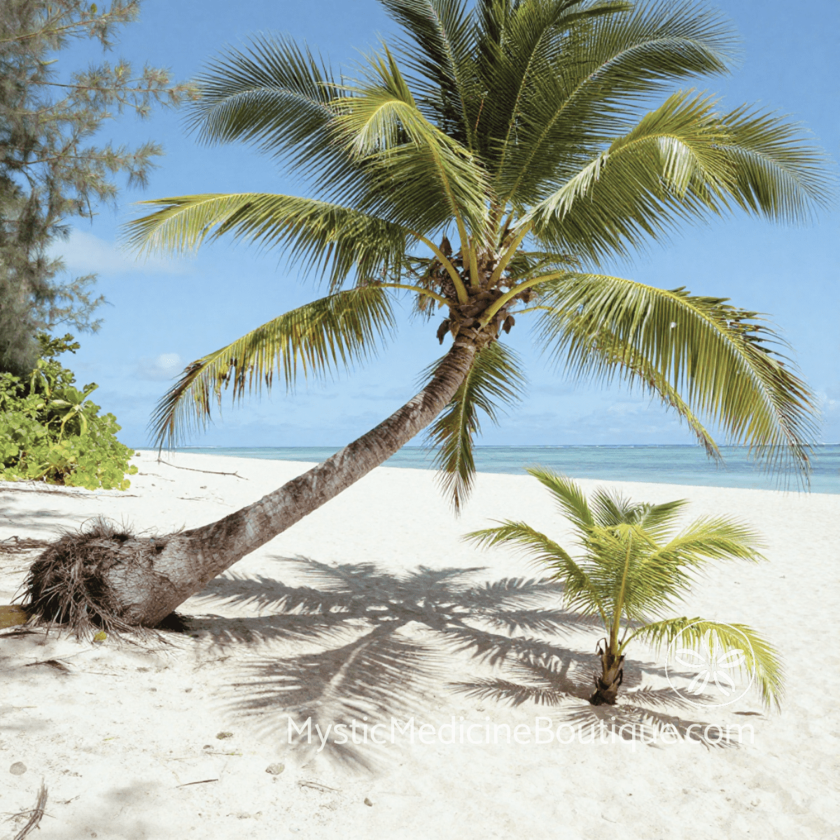 Single palm tree on a beach representing parent death plus own health crisis compound emergency