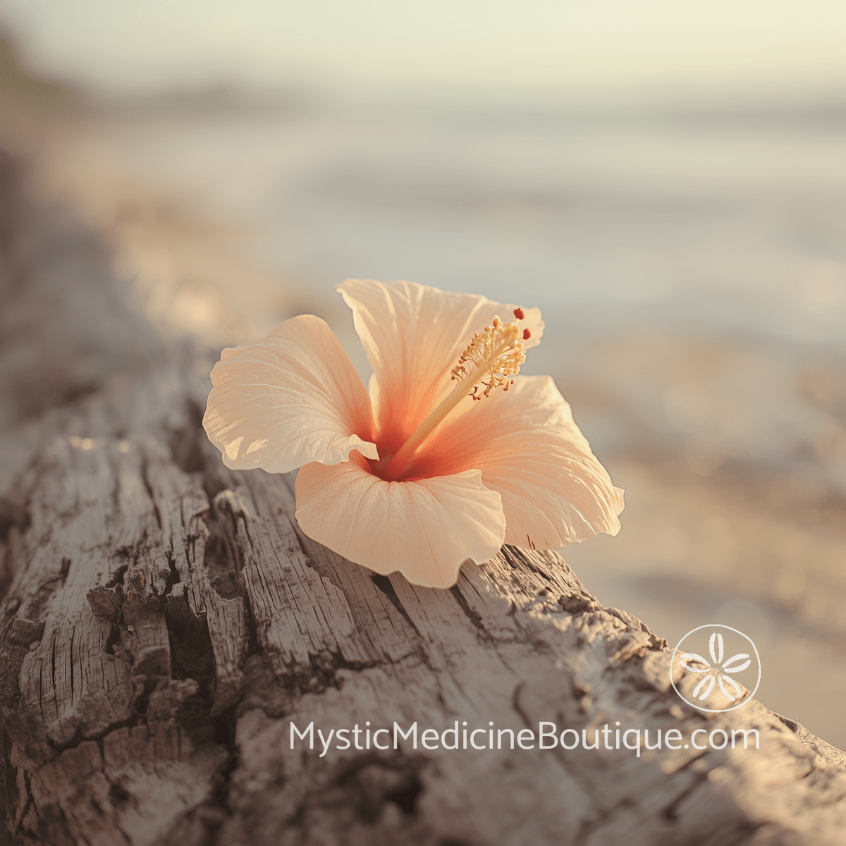 Pale peach hibiscus bloom resting on weathered driftwood at the shoreline — sacral chakra shutdown symptoms in spiritual emergency including emotional numbness and creative blocks, explained by an RN Reiki Master