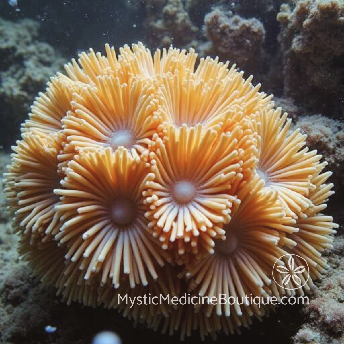 Empath shadow work shown as sea anemone with layered tentacles representing rejected selfishness and hidden self-interest beneath sensitive exterior