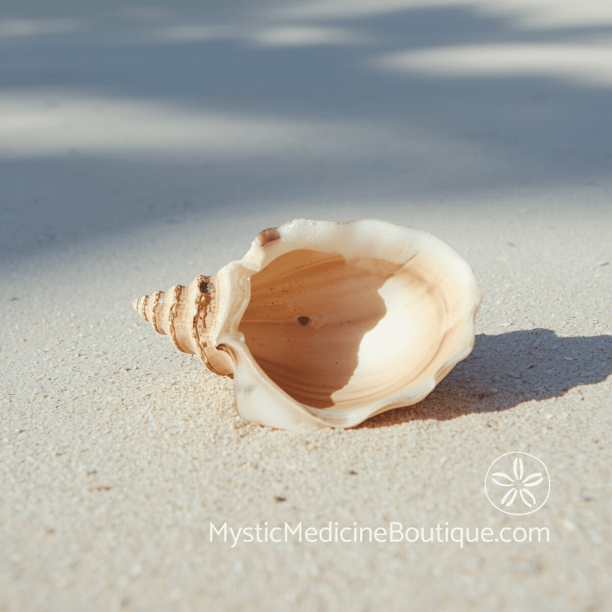 Spiral shell on sandy beach — shadow work for narcissistic traits and shame integration