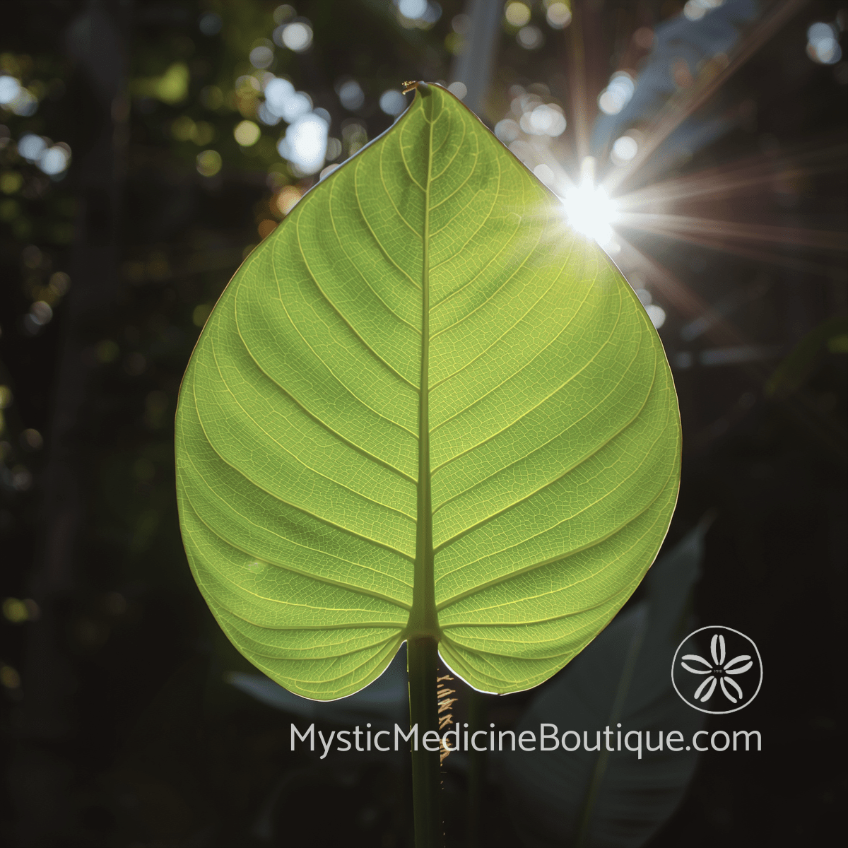 Large tropical leaf backlit by sunlight with glowing veins and starburst light — simple energy shielding practices for stable kundalini awakening
