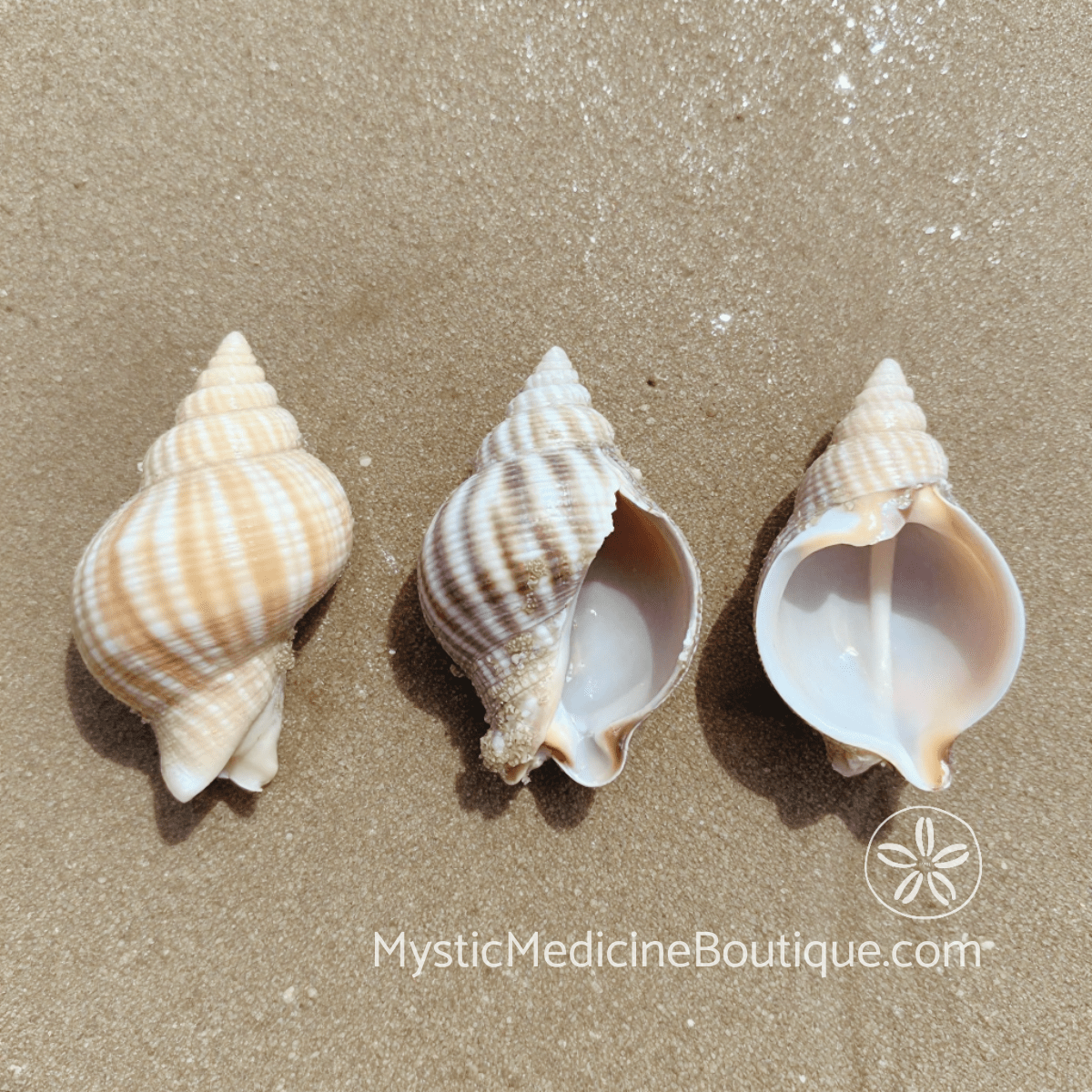 Three shells in different conditions on tropical beach sand representing the three types of spiritual burnout most people experience — Mystic Medicine Boutique