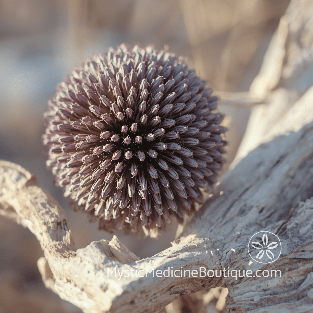 Dried purple allium flower head resting on weathered driftwood in warm light — third eye chakra imbalance symptoms during spiritual emergency, explained by an RN Reiki Master