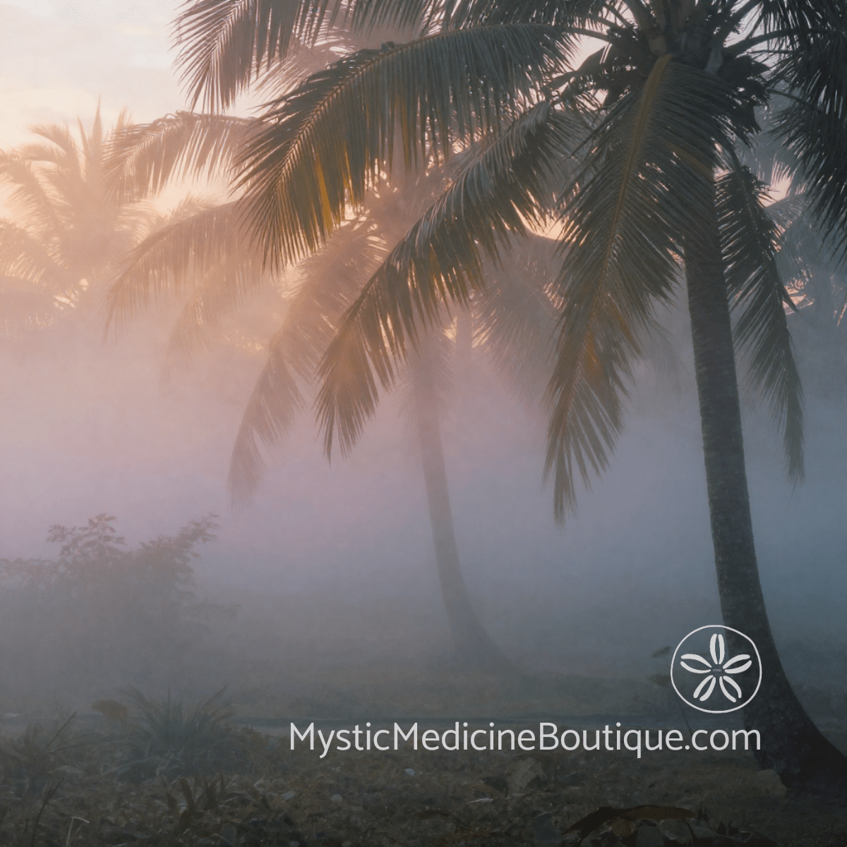 Misty golden sunrise through tropical palm trees — third eye chakra imagery for restoring clarity and intuitive perception during spiritual emergency and confusion