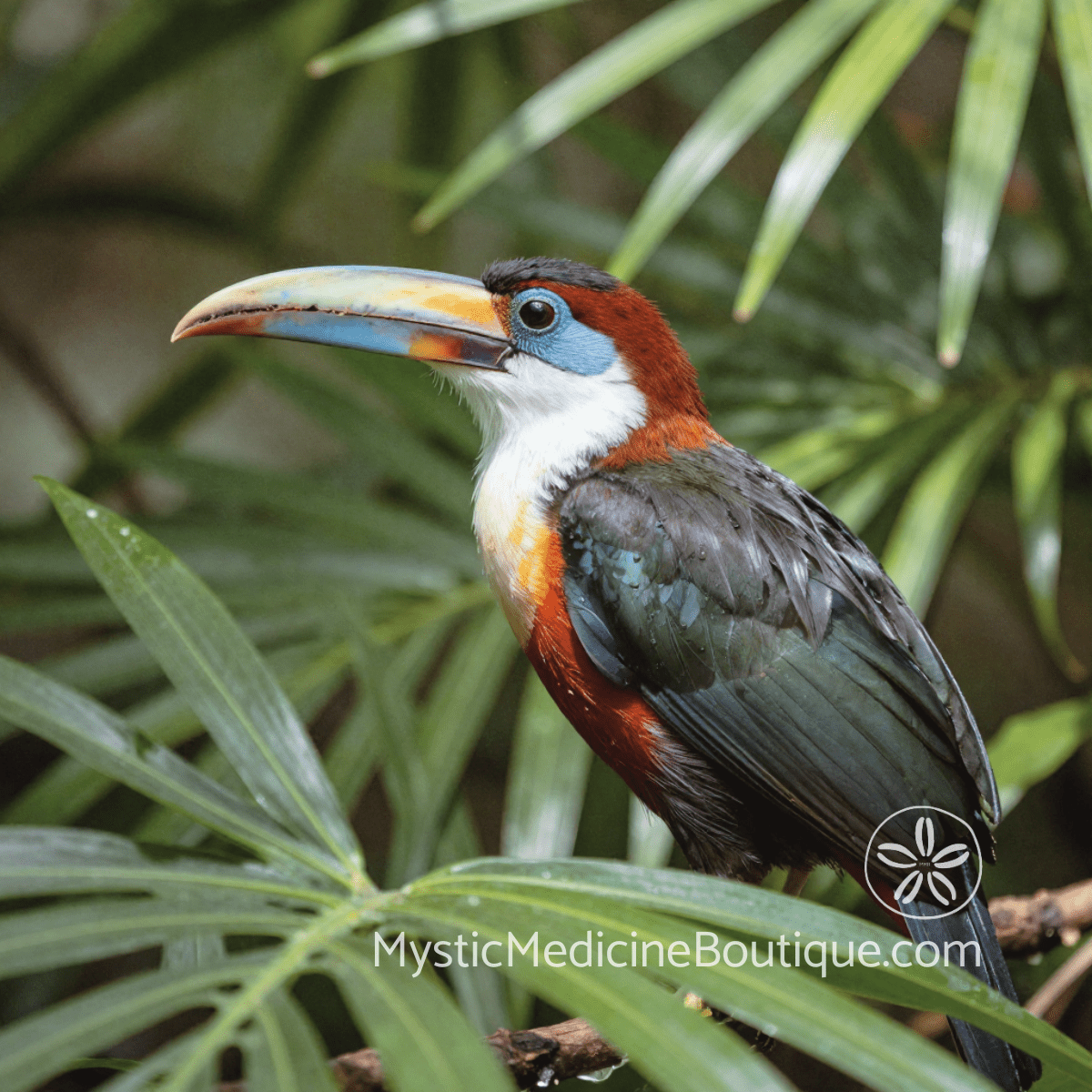 Colorful toucan perched among tropical palm fronds — throat chakra imagery for finding voice and reclaiming authentic expression after silencing