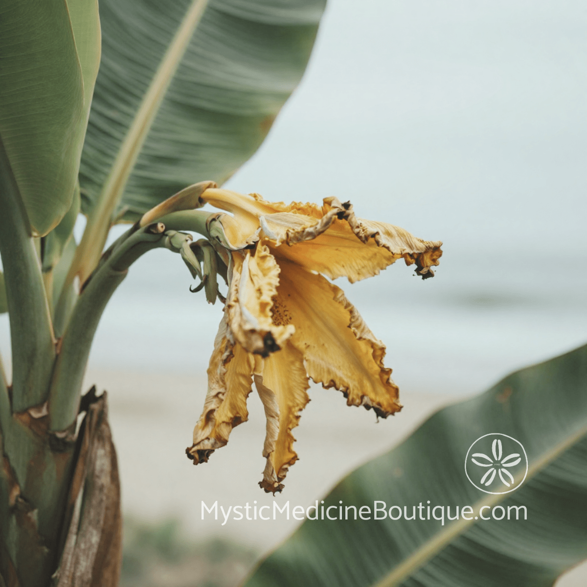 Warning signs of spiritual burnout shown as a wilting tropical flower on a coastal beach — Mystic Medicine Boutique