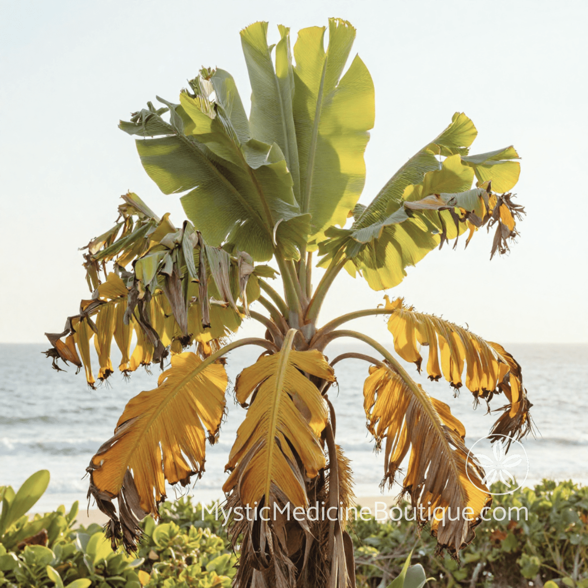 Tropical plant with wilting golden leaves and living green crown showing what spiritual burnout looks like before complete collapse — Mystic Medicine Boutique