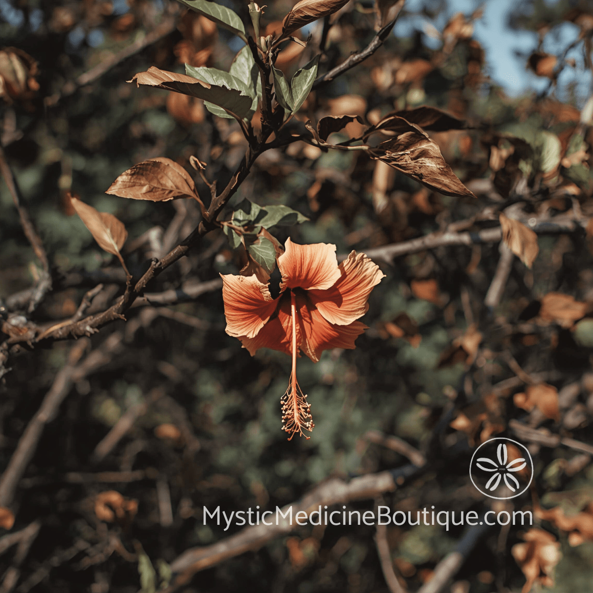 Dried hibiscus flower among autumn leaves representing the living loss and faded connection of adult child estrangement spiritual emergency